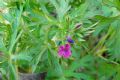 Geranium dissectum