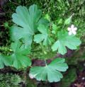 Geranium lucidum