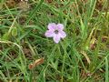 Erodium botrys