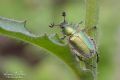 Amphicoma carceli