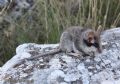 Eliomys quercinus