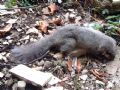 Glis glis