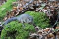 Glis glis