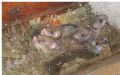 Glis glis