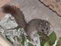 Glis glis italicus