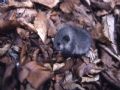 Glis glis