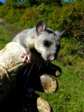 Glis glis