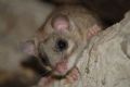 Glis glis