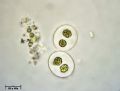 Chlorobotrys sp.