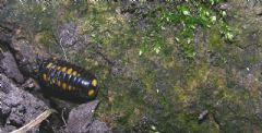 Glomeridae