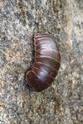 Glomeris klugii