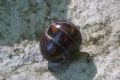 Glomeris connexa