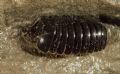 Onychoglomeris sp.