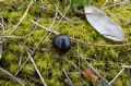 Glomeris sp.