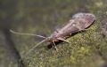 Glossosoma bifidum