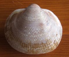 Glycymeridae