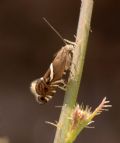 Glyphipterix sp.