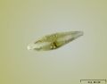Gomphonema sp.