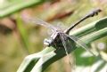 Gomphus schneiderii