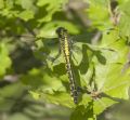 Gomphus vulgatissimus