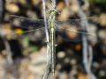 Gomphus pulchellus