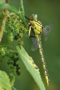 Gomphus flavipes