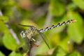 Onychogomphus forcipatus unguiculatus