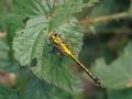 Gomphus vulgatissimus