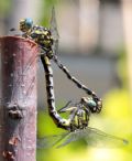 Onychogomphus forcipatus unguiculatus