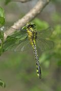 Gomphus vulgatissimus