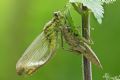 Gomphus vulgatissimus