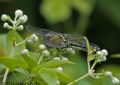 Gomphus vulgatissimus