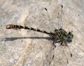 Onychogomphus forcipatus unguiculatus