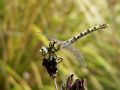 Onychogomphus forcipatus unguiculatus