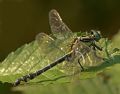 Gomphus vulgatissimus