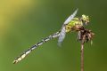 Ophiogomphus cecilia