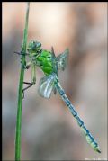 Ophiogomphus cecilia