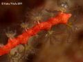 Leptogorgia sarmentosa