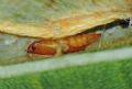 Phyllonorycter platani