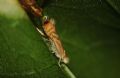 Phyllonorycter platani