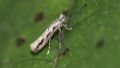 Phyllonorycter issikii