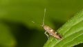 Phyllonorycter strigulatella (Cfr)