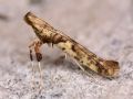 Caloptilia honoratella