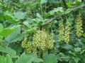 Ribes multiflorum