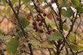 Ribes rubrum