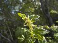 Ribes alpinum