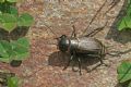 Gryllus campestris