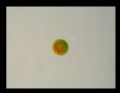 Haematococcus pluvialis