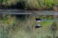 Haematopus ostralegus