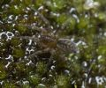 Hahnia sp.